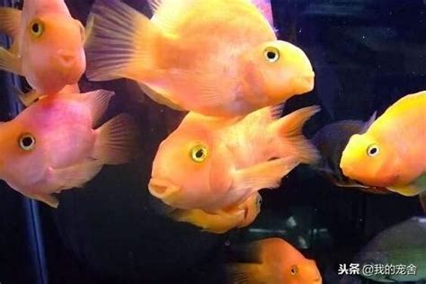 血鸚鵡混養金魚|鸚鵡魚可以和哪些觀賞魚混養 鸚鵡魚混養需要注意什麼？